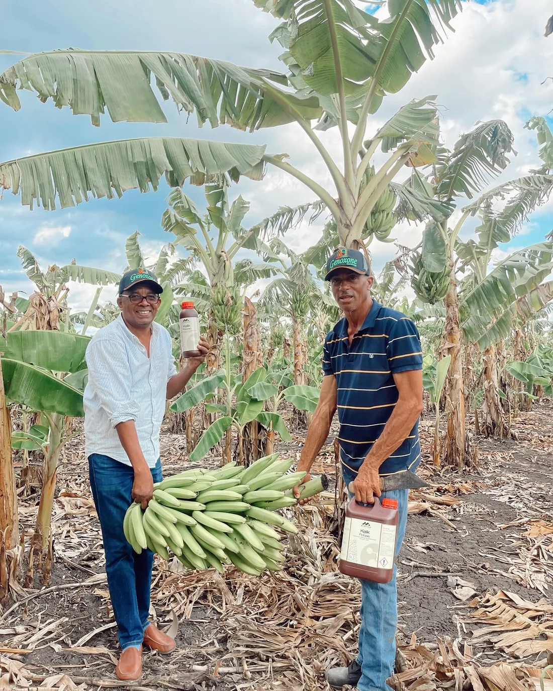 Productores en una finca de plátano mostrando cosecha y producto agrícola.